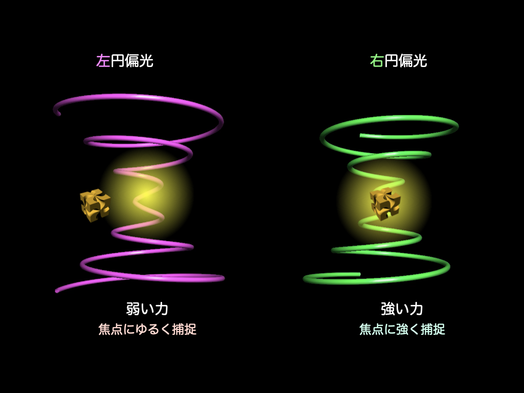 計画班B01・分子科学研究所・岡本 裕巳教授らの論文がScience Advance誌に掲載されました。